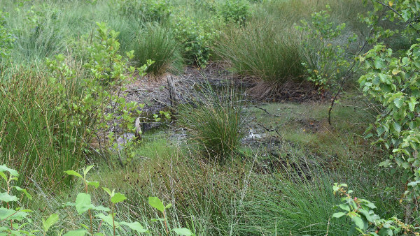 Sie sehen einen Ausschnitt aus einem großen Moor.