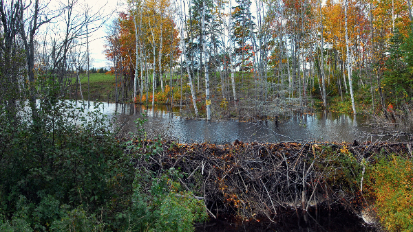 Sie sehen einen Biberdamm, der einen kleinen Fluss anstaut.