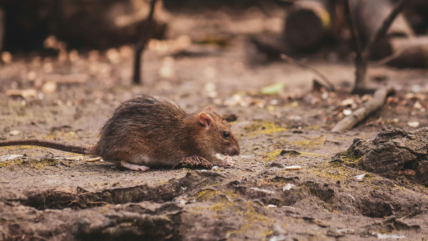 Sie sehen eine Ratte in einem Garten.