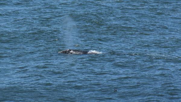 Sie sehen einen Buckelwal im Meer.