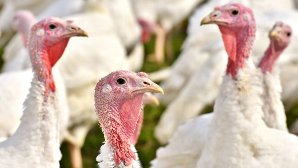 Sie sehen mehrere Puten in einer Zuchtanlage.
