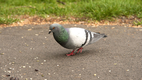 Sie sehen eine Taube auf einem Weg in einem Park.