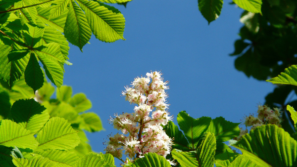 Sie sehen Blätter und eine Blüte einer Rosskastanie.