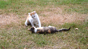 Sie sehen zwei spielende Katzen.