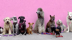 Sie sehen eine Gruppe von Hunden vor einer rosafarbenden Wand.