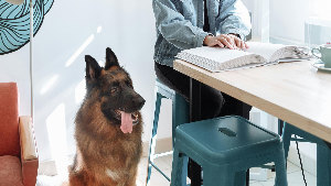 Sie sehen einen Blindenhund, der neben einem Tisch sitzt, an dem ein Blinde einen Text ertastet.