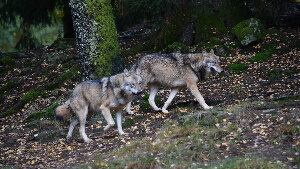 Sie sehen zwei eurasische Wölfe in einem Wald.