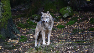 Sie sehen einen eurasischen Wolf in einem Wald.