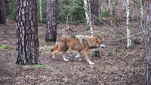 Sie sehen einen eurasischen Wolf in einem Wald.