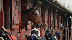 Sie sehen einen Pferdestall, aus dem ein Pferd herausschaut.
