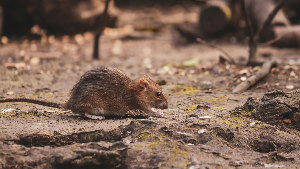 Sie sehen eine Ratte in einem Garten.