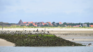 Sie sehen einen Blick auf die Häuser der Insel Spiekeroog.